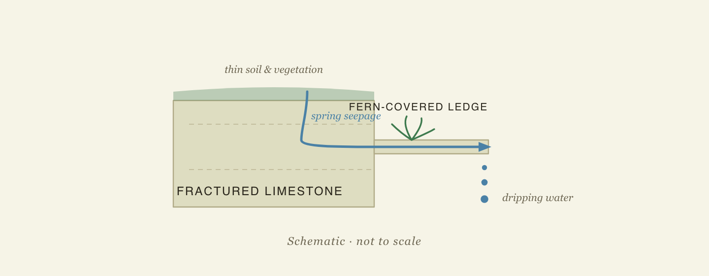 Schematic limestone cross-section: rain seeps through fractured limestone and emerges at a fern-covered ledge where water drips from the rock