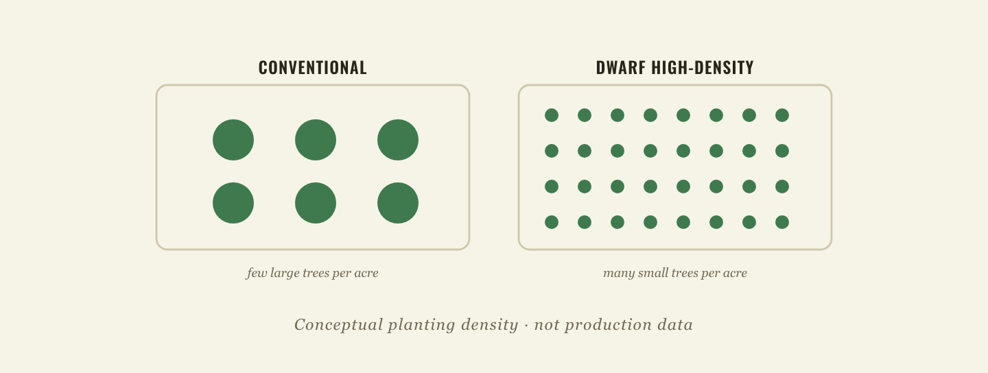 Schematic one-acre comparison: a conventional orchard with a few large apple trees versus a dwarf high-density orchard with many small trees per acre
