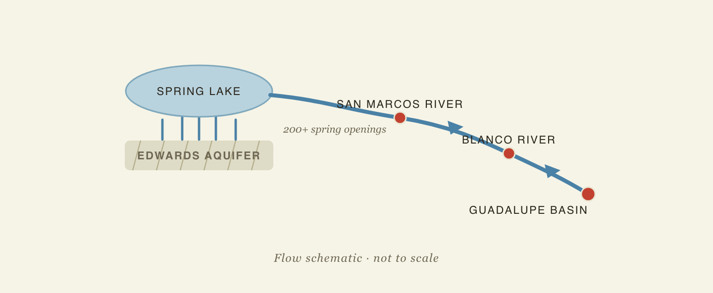 Flow diagram: the Edwards Aquifer feeds 200-plus spring openings into Spring Lake, forming the San Marcos River, which joins the Blanco River and the Guadalupe basin