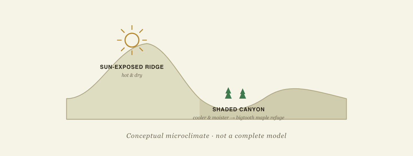 Conceptual microclimate cross-section: a sun-exposed, hot-and-dry ridge beside a shaded, cooler, moister canyon where relict bigtooth maples survive